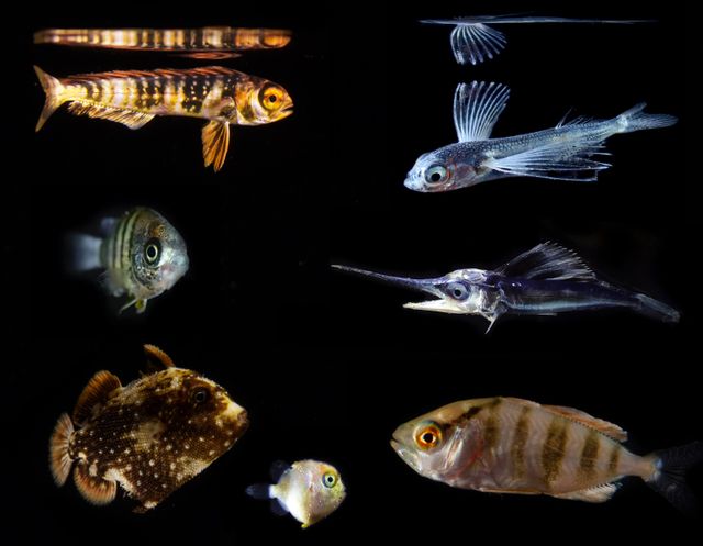 Larves de poissons pêchées près de Hawaii