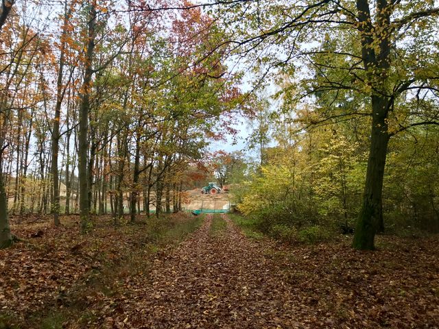 Dans la forêt de Krittwald