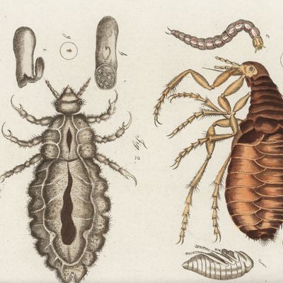 Puce de l'homme et pou de l'humain. Livre d'images pour enfants de Friedrich Johann Bertuch, Weimar, 1795