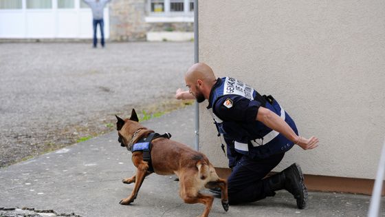 Un gendarme français et un chien policier participent à un exercice au Centre national d'instruction cynophile de la gendarmerie (CNICG) le 12 mai 2016 à Gramat, dans le sud de la France. ©AFP - REMY GABALDA