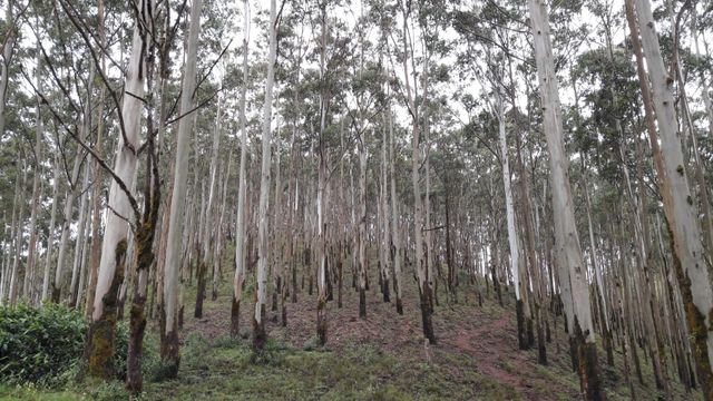 Dans un autre village des montagnes ce sont des milliers d'eucalyptus qui ont été plantés