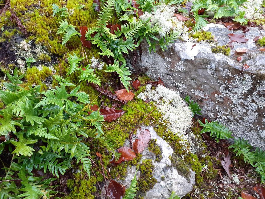Exemple de lichens que l'on trouve dans ces pierriers
