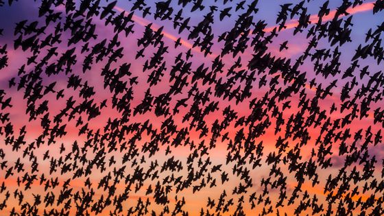 421 millions d’oiseaux ont disparu en moins de 30 ans en Europe. ©Getty - Ian Cumming / Design Pics