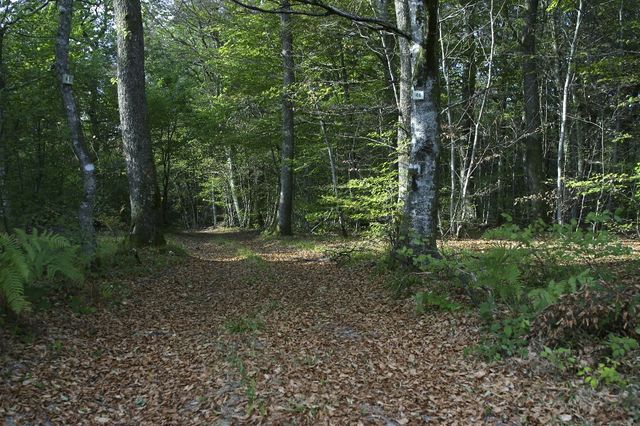 Forêt de Chaux, Jura, France