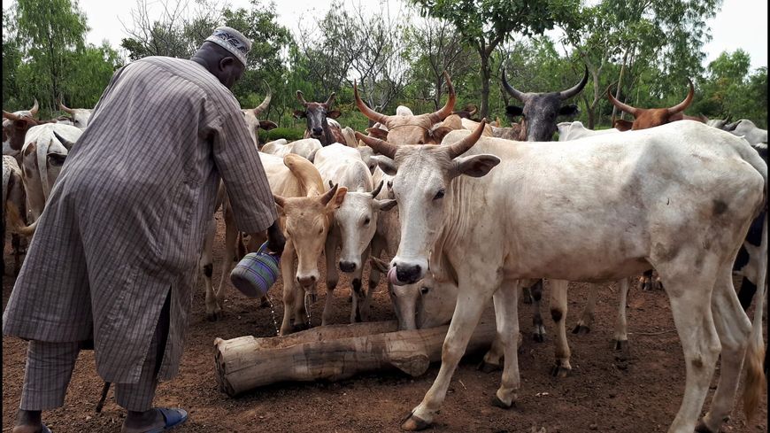 Éleveur Peul et son troupeau, Burkina Faso
