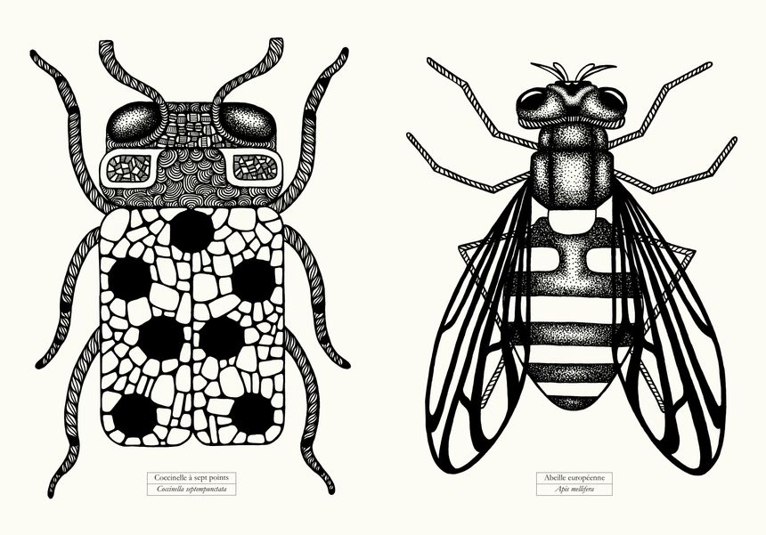 Couverture de l'album de coloriage artistique "Bestiaire de bestioles"