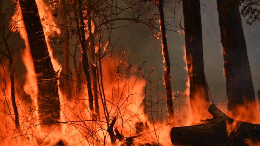 En Australie, trois millions d'hectares ont brûlé entre septembre et décembre 2019, l'équivalent de la superficie de la Belgique. Ici à 350 km au nord de Sydney, le 12 novembre 2019
