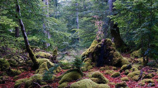 Dans le coeur de la forêt ©Getty - Guillaume Temin