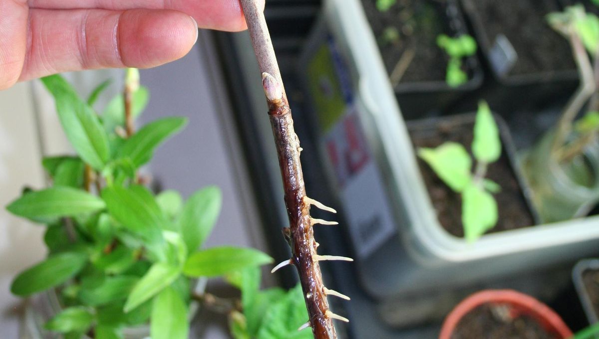 Comment réaliser ses boutures de bois sec