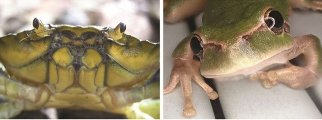 Si ces deux individus étaient en danger de mort, lequel sauveriez-vous en priorité ? Le crabe ou la grenouille ?