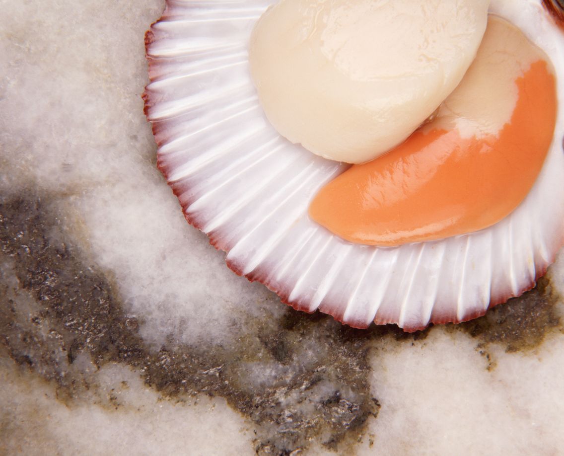 Recette de coquilles SaintJacques au bouillon de topinambour
