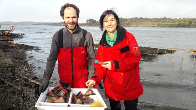 À Logonna Daoulas, Isabelle Arzul et Fabrice Pernet tous deux chercheurs à l'Ifremer, étudient les nouvelles maladies des huîtres.