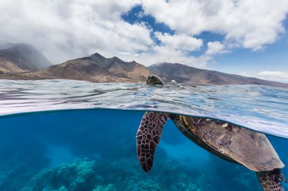 Tortue de mer à la surface de l'eau à Olowalu, comté de Maui dans l'état d'Hawaï (océan Pacifique) Tortue de mer à la surface de l'eau à Olowalu, comté de Maui dans l'état d'Hawaï (océan Pacifique)