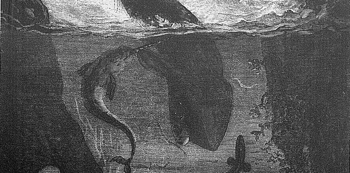 illustration de "Vingt mille lieues sous les mers" (Jules Verne), détail, frontispice par Alphonse de Neuville, (1836-1885). Edition 1871, Hetzel.