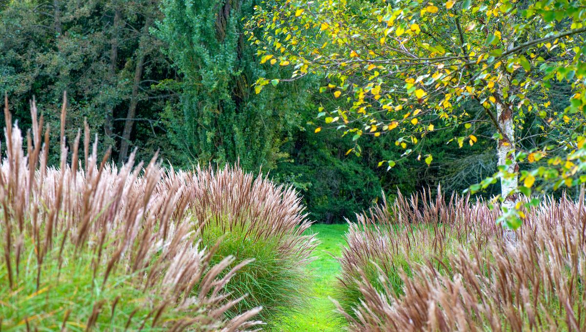 Les graminées sontelles envahissantes