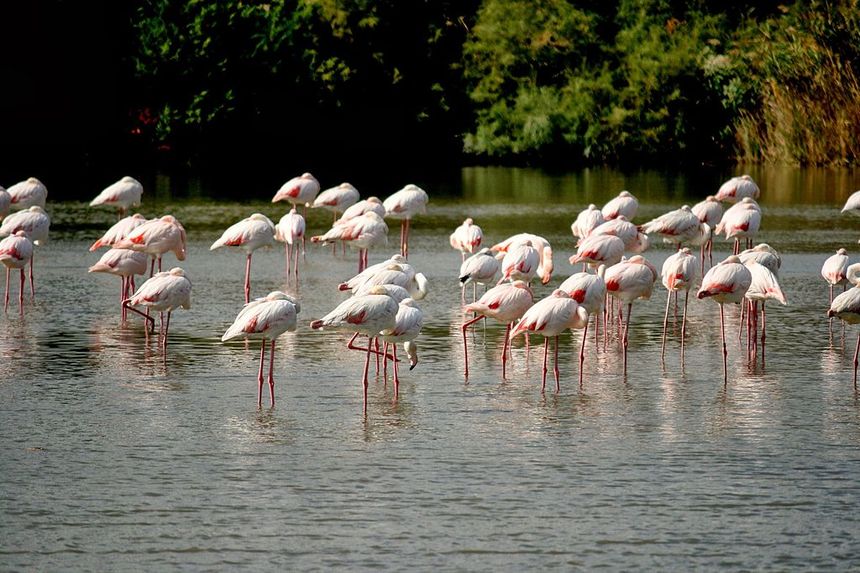 Repos des flamants rose en Camargue