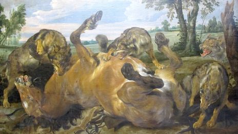 Le loup en Normandie, le retour.