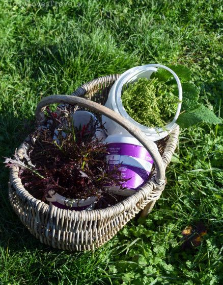 Cueillette au potager botanique du château d'Ygrande dans l'Allier