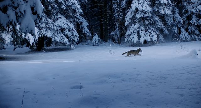 Un loup saisi par la caméra de Jean-Michel Bertrand pour son film "Marche avec les loups"