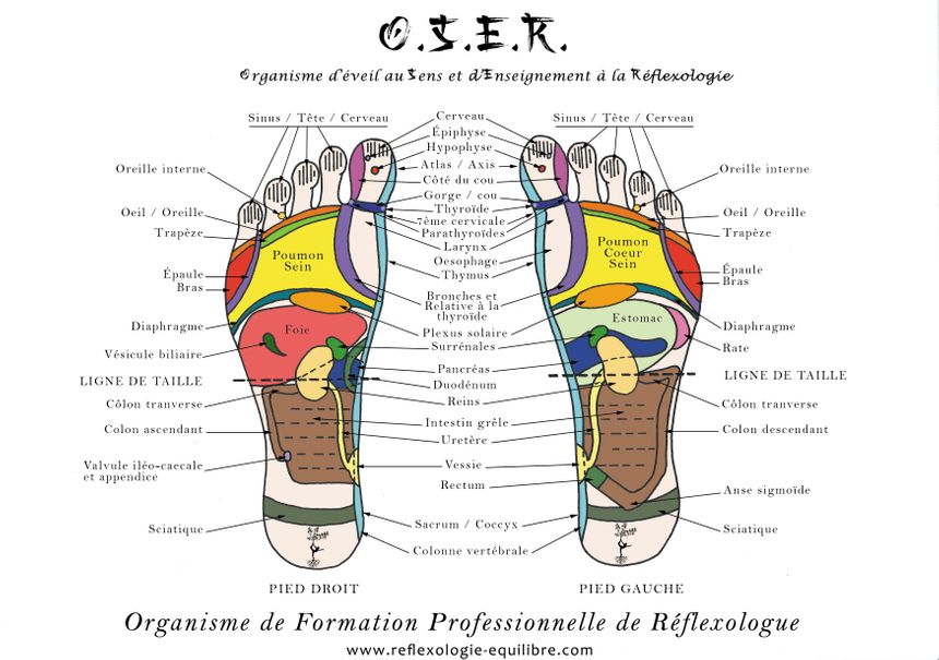 Cartographie réflexologie OSER