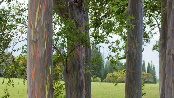 Exemple d'eucalyptus multicolores, à Hawaii ©Getty - Wolfgang Kaehler