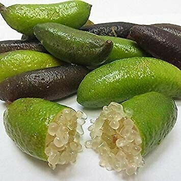 citron caviar