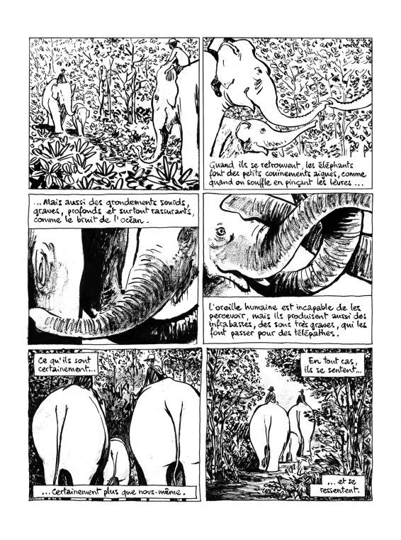 La longue marche des éléphants