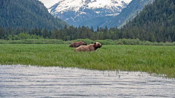 Grizzlis ©Getty - Education Images