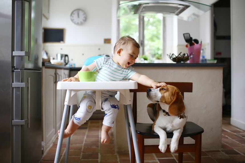 Mon Chien A Des Gaz Qui Sentent Mauvais Comment faire cohabiter mon bébé et mon animal de compagnie