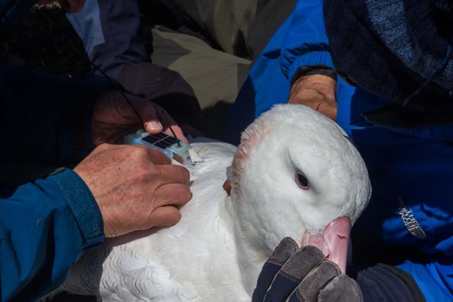 Un albatros est équipé d'une balise Centurion