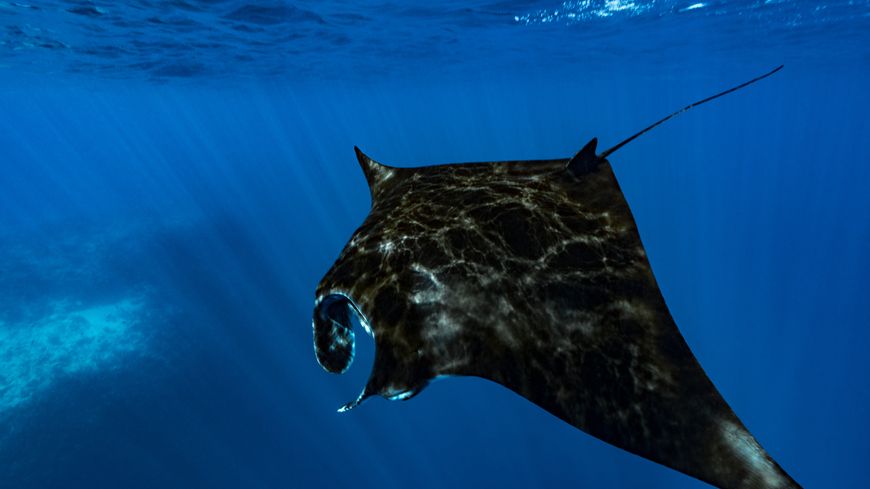 Photo livre - « Récifs coralliens, cœur de l’océan »