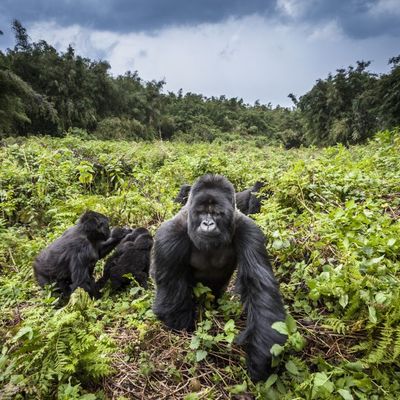 Famille de Gorilles de Montagne PN des Volcans au Rwanda. Individus du groupe Hirwa, dirige par le male dominant (dos argente