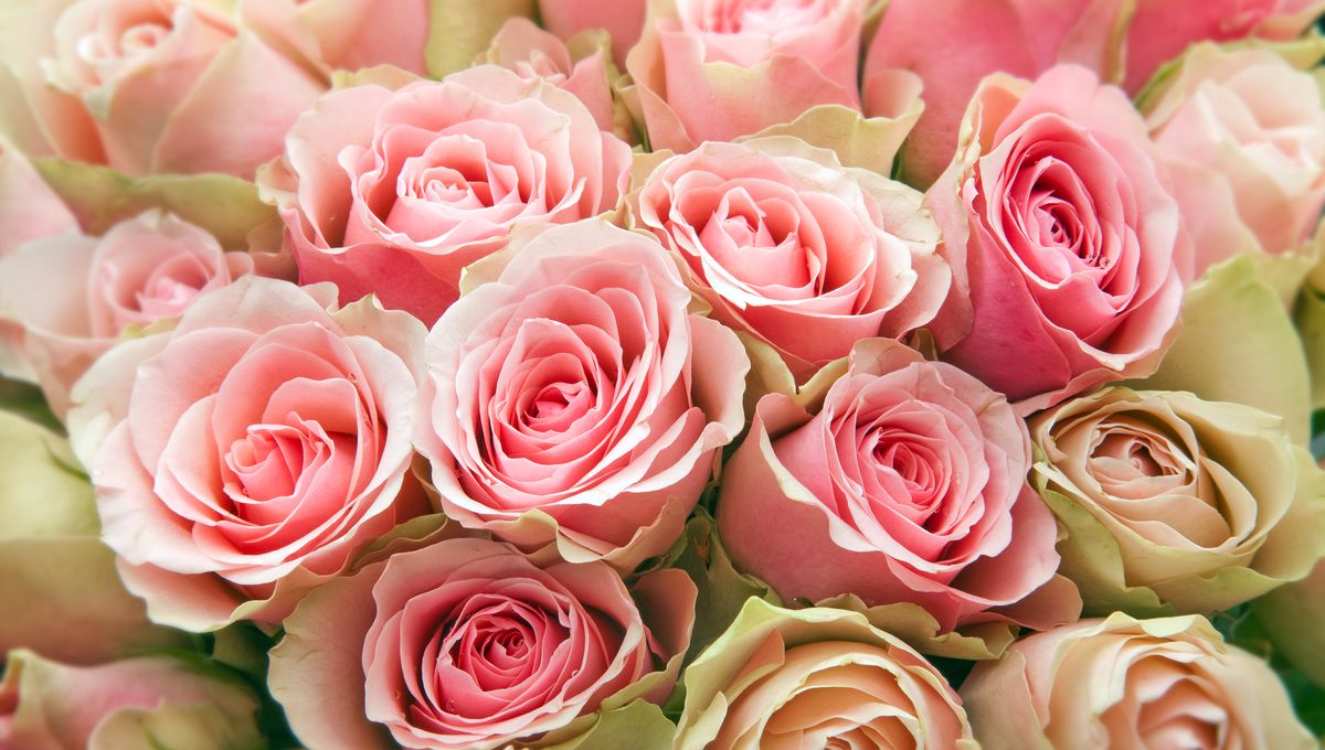 Les roses avec la fleuriste Caroline Eckendoerffer Rosen mit der