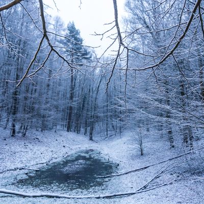 Une forêt de hêtres en hiver
