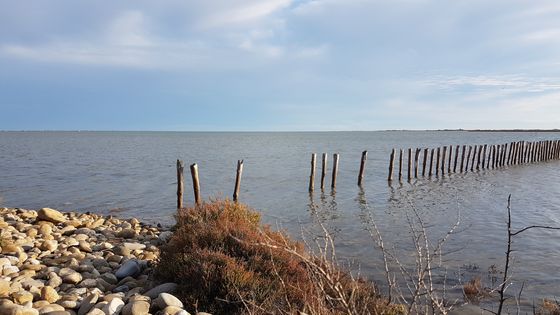 Etang du Galabert, en Camargue ©Radio France - Denis Cheissoux