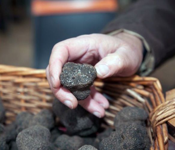 France Bleu Gard Lozère partenaire de la 14ème édition de la fête de la truffe à Nîmes, du 31 janvier au 2 février 2020