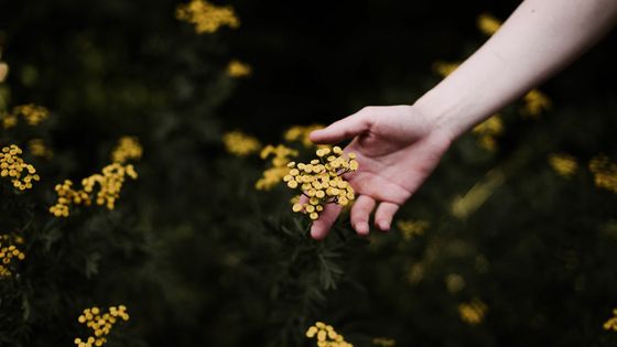 Les plantes sont sensibles, au vent, au toucher des animaux, à notre toucher ©Getty - Cavan Images