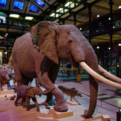 La grande galerie de l'évolution (Muséum d'Histoire Naturelle de Paris)