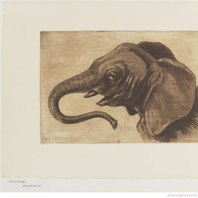 Tête d'éléphant : estampe, (5ème état, 1893)