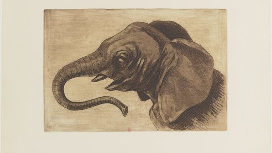 Tête d'éléphant : estampe, (5ème état, 1893) - H. Guérard/Gallica BNF