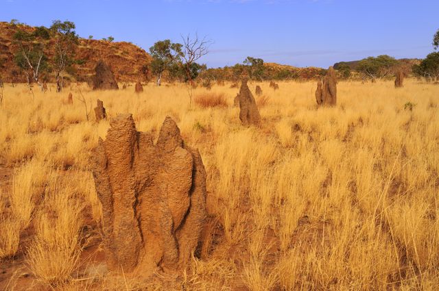 Les termites se nourrissent de bois sec ou de feuilles mortes consumés par les incendies.