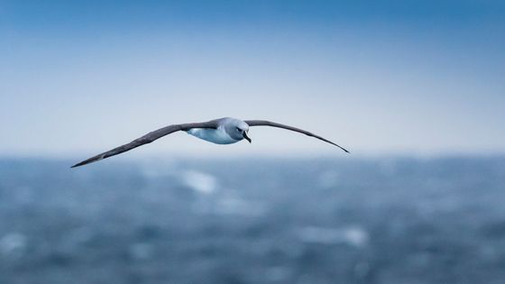 Grâce à ces grands oiseaux de mer attirés par les bateaux de pêche, des chercheurs ont pu estimer la proportion des unités naviguant dans l'océan Austral , et pratiquant une pêche illé ©Getty - Manuel ROMARIS