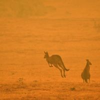 Des kangourous dans un champ au milieu de la fumée d'un feu de brousse dans la Snowy Valley, à la périphérie de Cooma, en Nouvelle-Galles du Sud, le 4 janvier 2020.