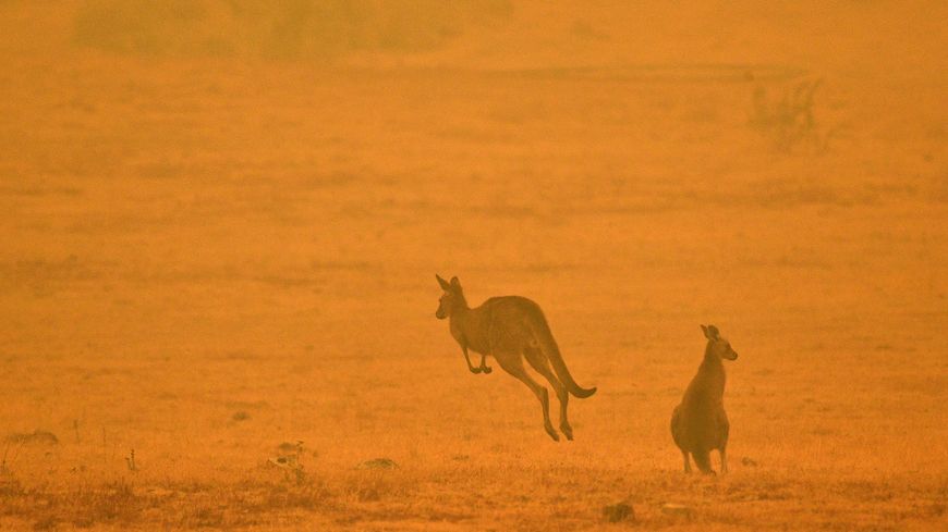 Des kangourous dans un champ au milieu de la fumée d'un feu de brousse dans la Snowy Valley, à la périphérie de Cooma, en Nouvelle-Galles du Sud, le 4 janvier 2020.