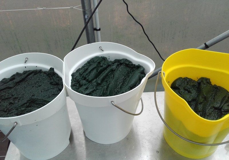Spiruline en production
