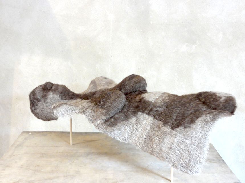 Ava, poil de renne, 2019