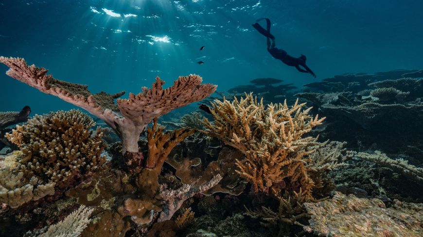 Photo livre - « Récifs coralliens, cœur de l’océan »