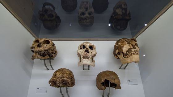 Des fragments de crâne d’Homo Erectus en provenance d’Afrique de l’Est, du Moyen-Orient et d’Europe de l’Est exposés au Musée d’Etat d’archéologie de Chemnitz, Saxe ©Getty - picture alliance / Contributeur