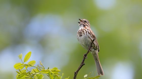 Moineau ©Getty - Adria Photography