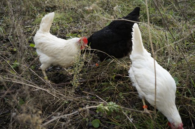 Poules de l'immeuble Nord Express